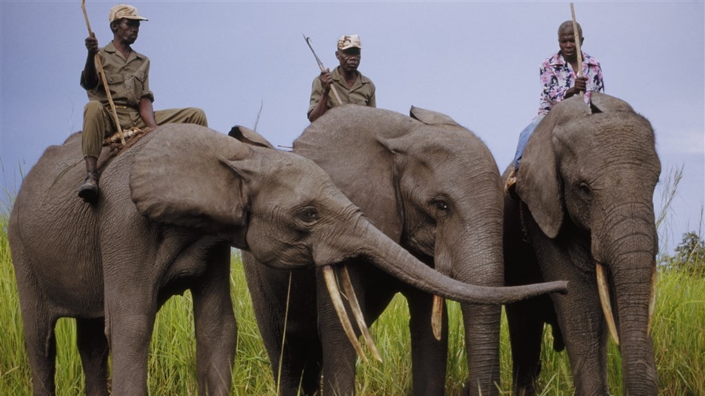 Olifantenstroper 'slager van Nouabale Ndoki' krijgt 30 jaar dwangarbeid