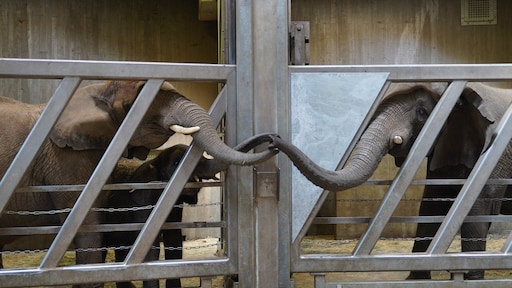 Emotioneel weerzien in Duitse dierentuin: olifant na twaalf jaar herenigd met dochter
