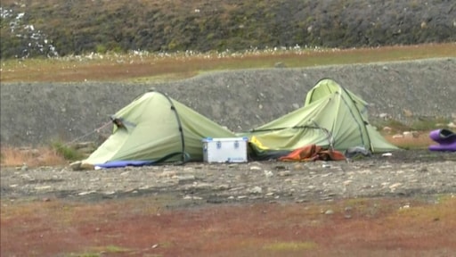IJsbeer doodt Nederlander op Spitsbergen