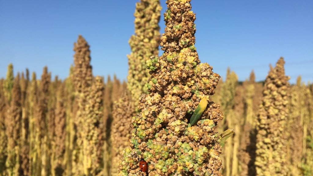 Quinoa van Nederlandse bodem.