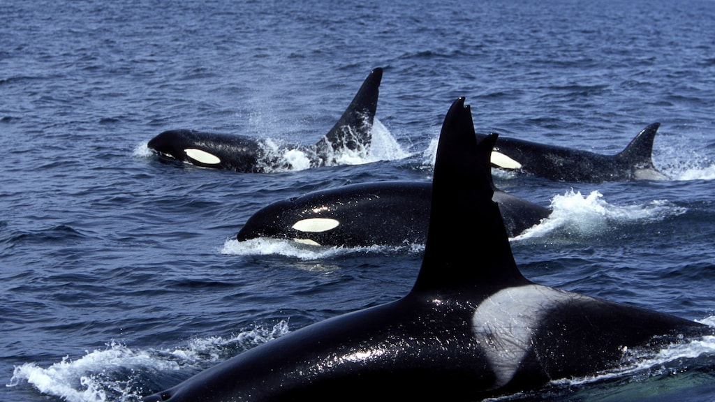 Spanje waarschuwt voor aanvallen door agressieve orka's