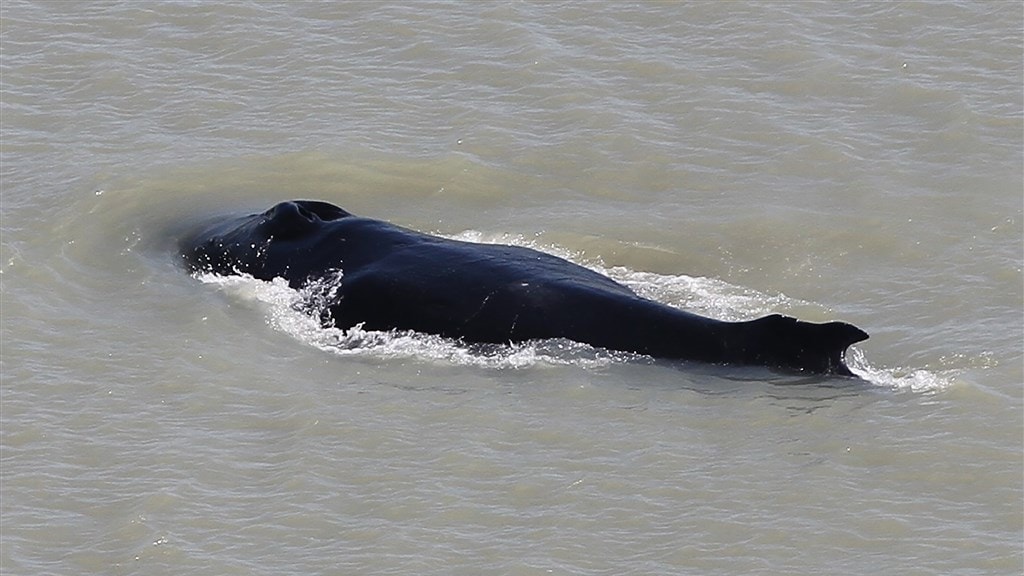 Bultrugwalvis neemt verkeerde afslag en komt uit in krokodillenrivier