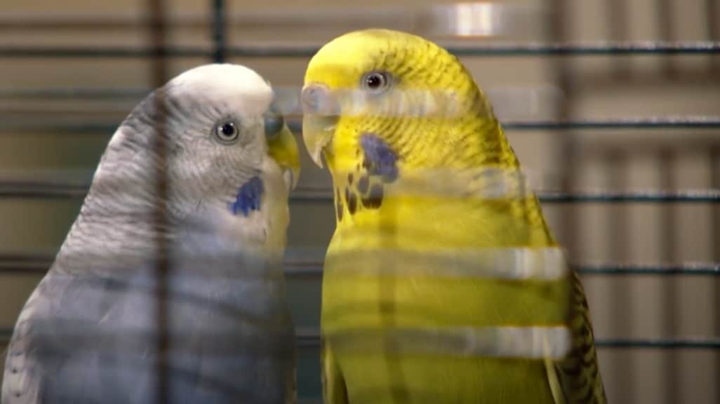 Een grasparkiet als huisdier? Dit wil je weten