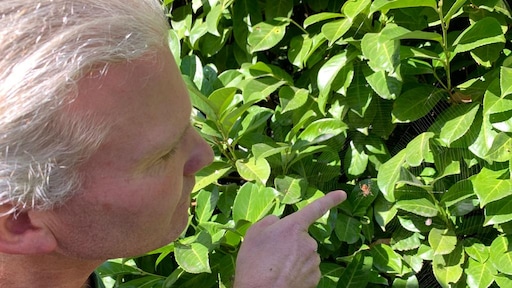 'Grote, exotische spinnen vaker in Nederland te vinden'