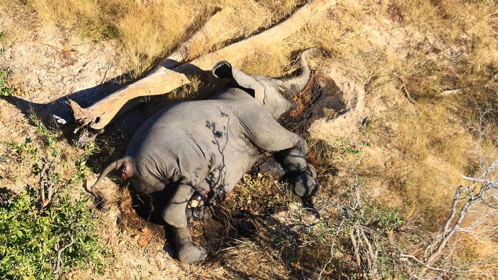 Mysterie ontrafeld: honderden olifanten Botswana stierven door blauwalg