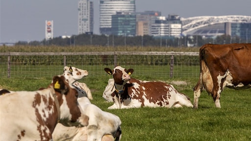 Beloning: 2,5 miljoen euro voor gist die koeien overbodig maakt