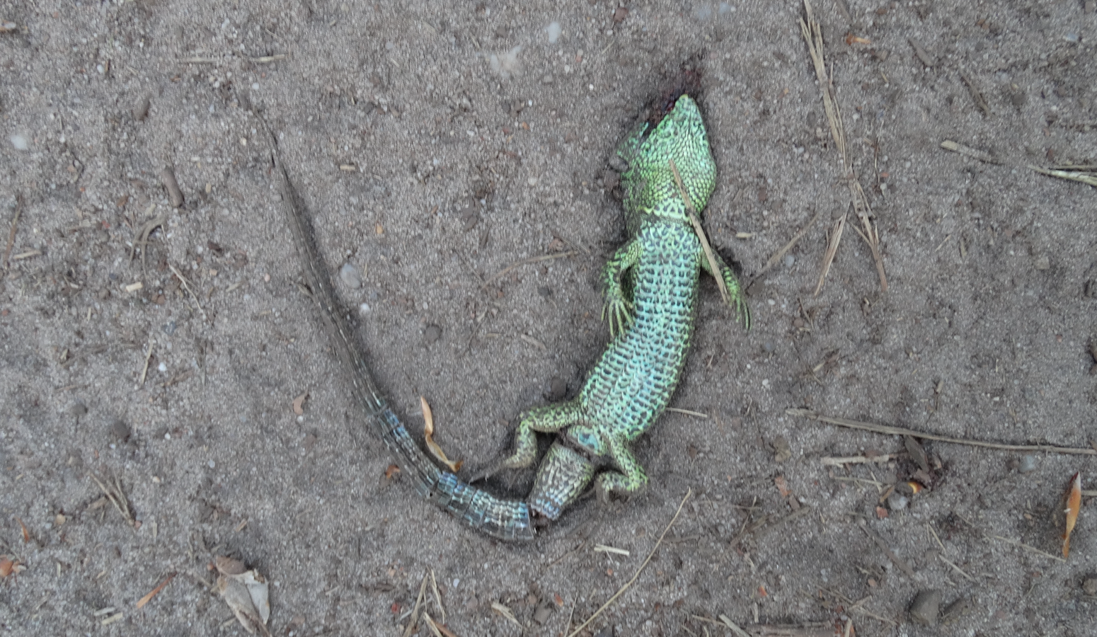 Een overreden hagedis