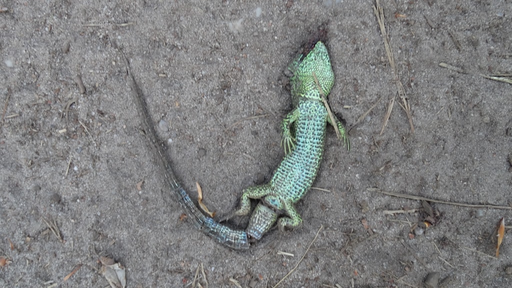 Een overreden hagedis