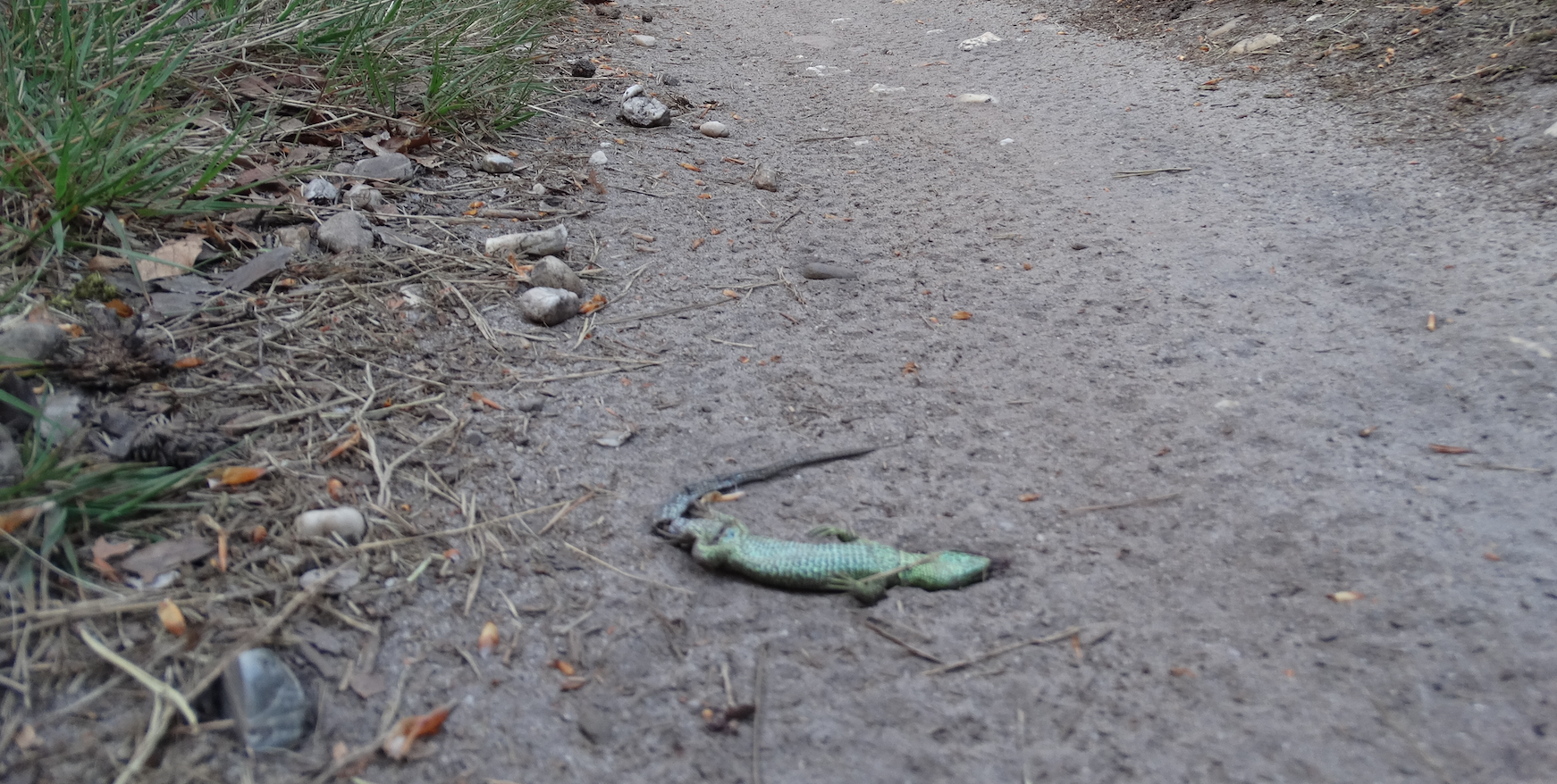 Veel zonnende reptielen sterven onder de banden van mountainbikers