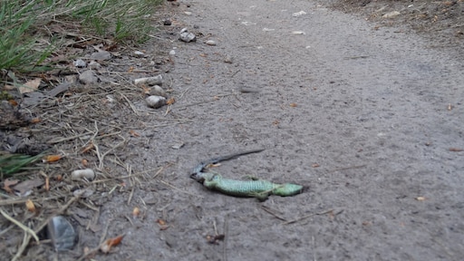 Veel zonnende reptielen sterven onder de banden van mountainbikers