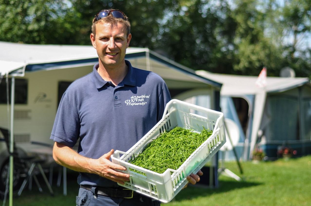 Zeekraal telen vanwege verzilting: je bent er wel elke dag mee bezig