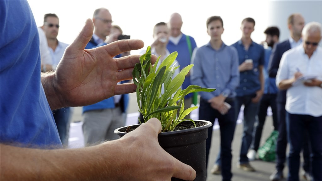 Hubrecht Janse verbouwt lamsoor (zie foto) en zeevenkel, maar vooral zeekraal.