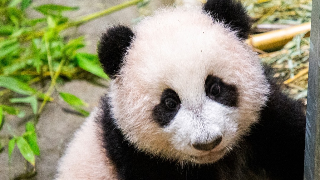 Pandajong Fan Xing voor het eerst van dichtbij op foto gezet