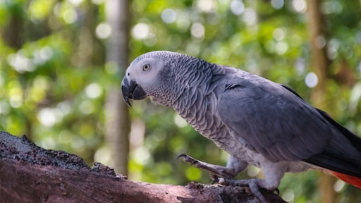 Britse dierentuin zit in de maag met scheldende papegaaien