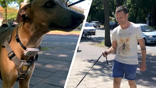 Doodsbang was hij, maar Dennis (39) overwon zijn hondenangst: 'Ik leerde de beesten begrijpen'