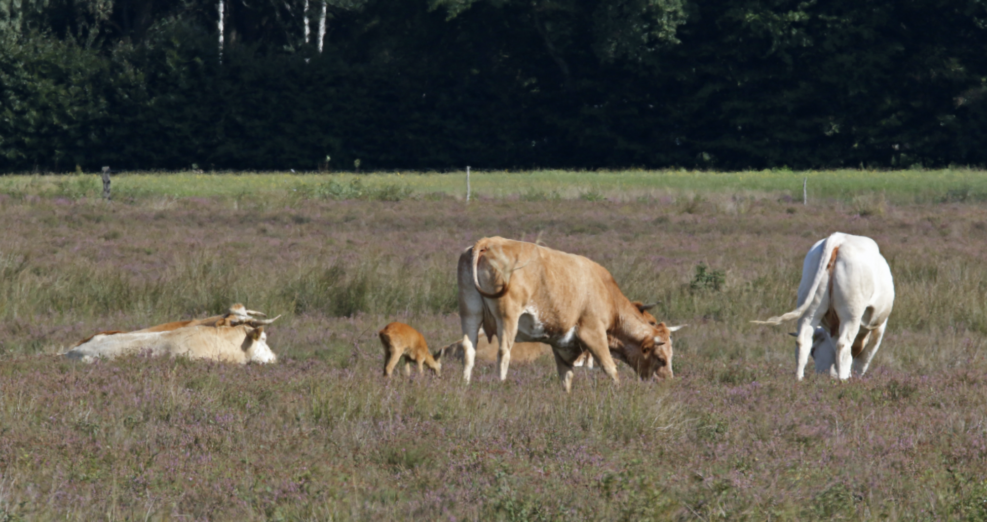 Bijzonder: jonge ree loopt al maanden tussen kudde koeien