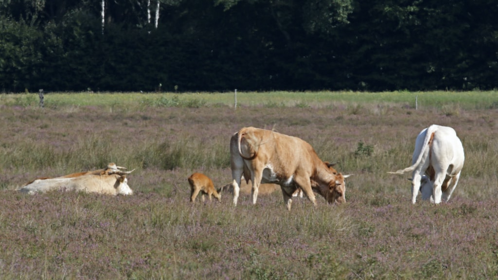 Bijzonder: jonge ree loopt al maanden tussen kudde koeien