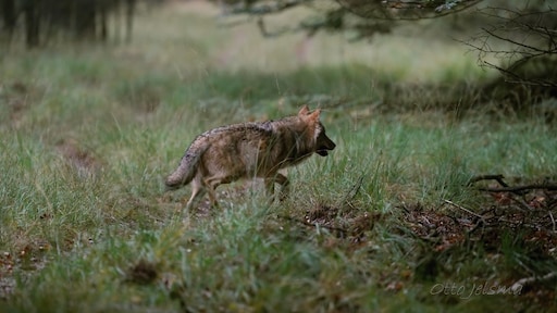 Nederlanders iets minder positief over terugkeer wolf