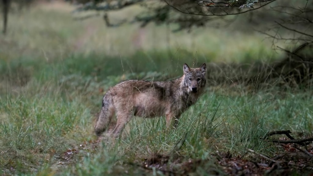 Hobbyfotograaf Otto komt roedel wolven tegen: 'Droom die uitkomt'