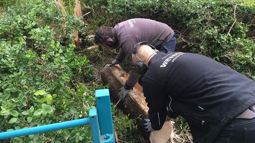 Boom 'ontploft' door bliksem en richt enorme ravage aan: hoe kan dat?