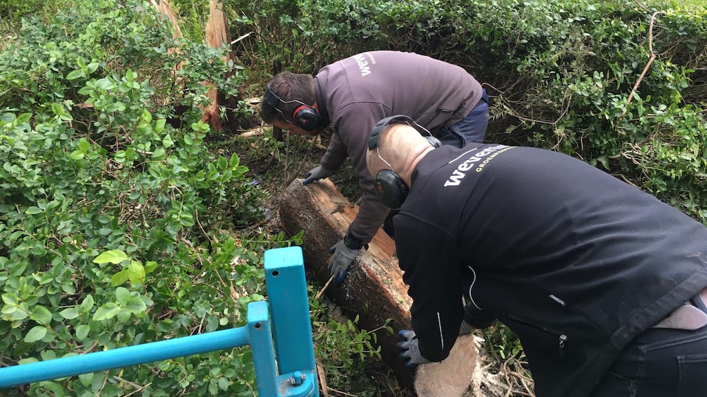 Boom 'ontploft' door bliksem en richt enorme ravage aan: hoe kan dat?