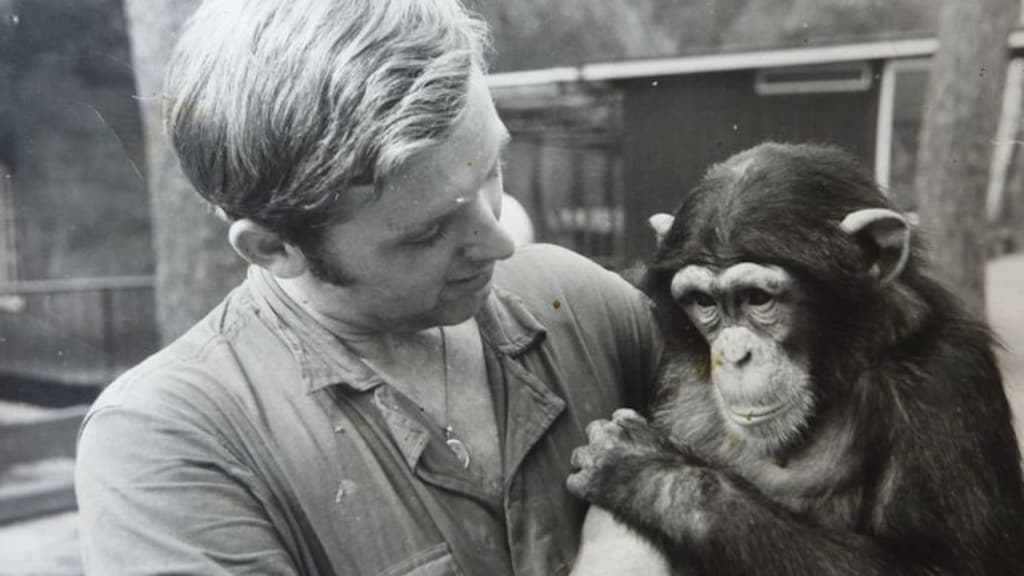 Marjo Hoedemaker met de jonge chimpansee Mike