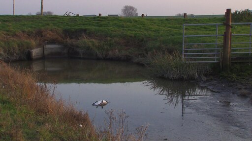 Dodelijke vogelgriep slaat ook hard toe onder roofvogels