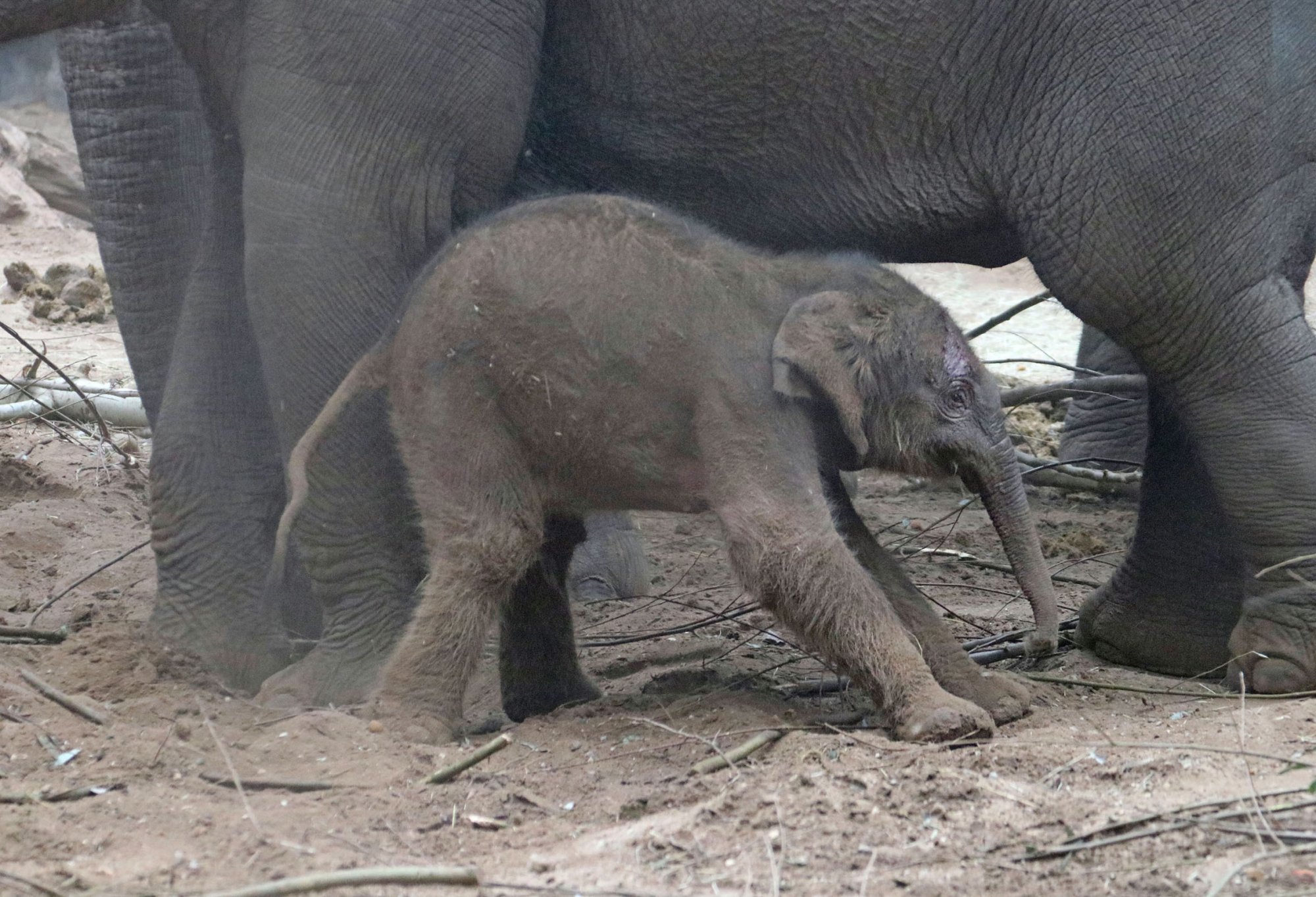 De eerste stapjes van de olifant