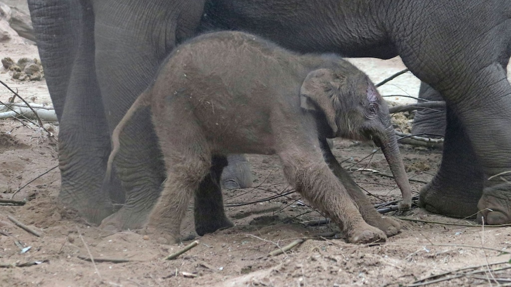 De eerste stapjes van de olifant