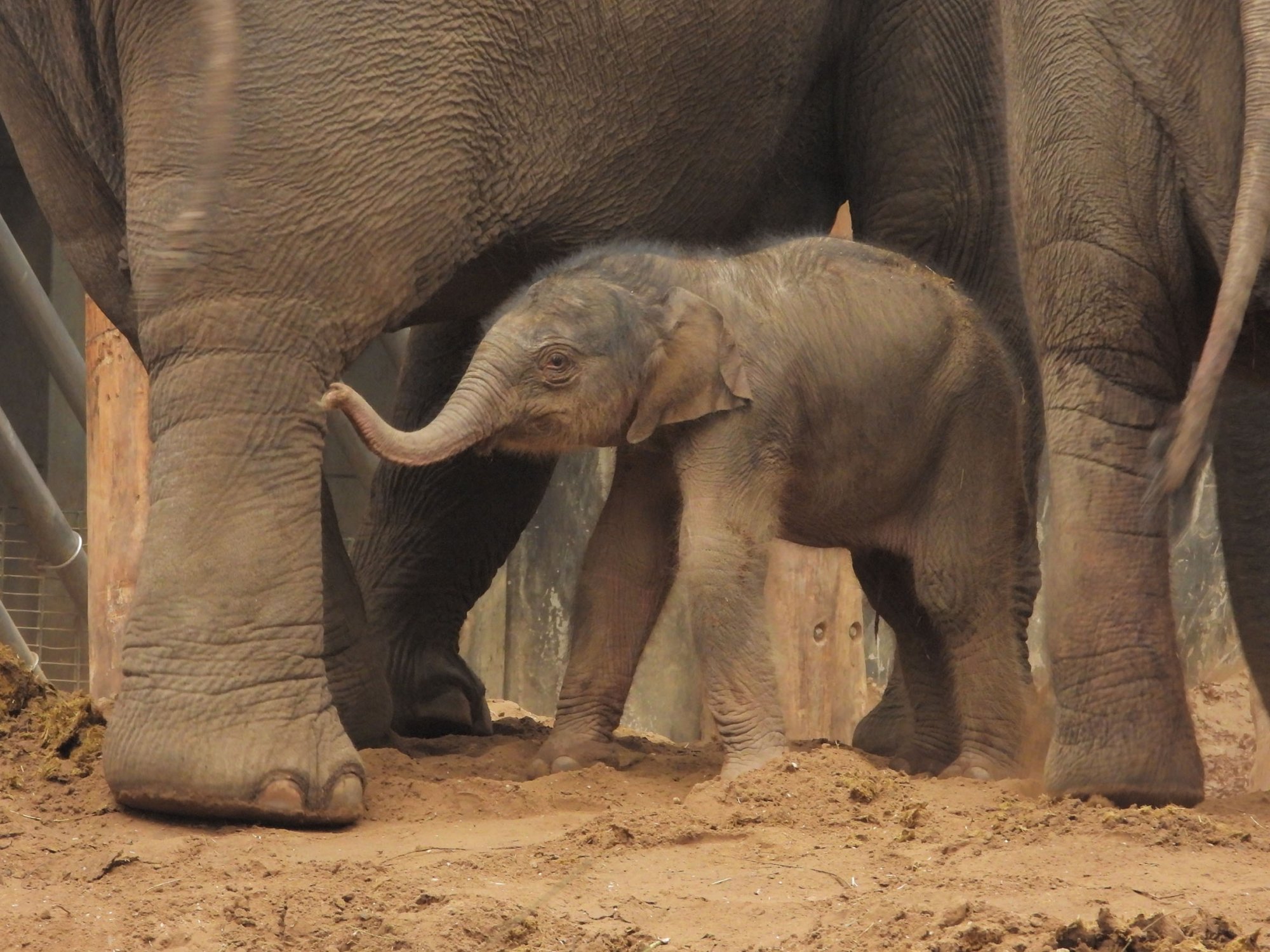 Lichtpuntje voor DierenPark Amersfoort: olifantje geboren