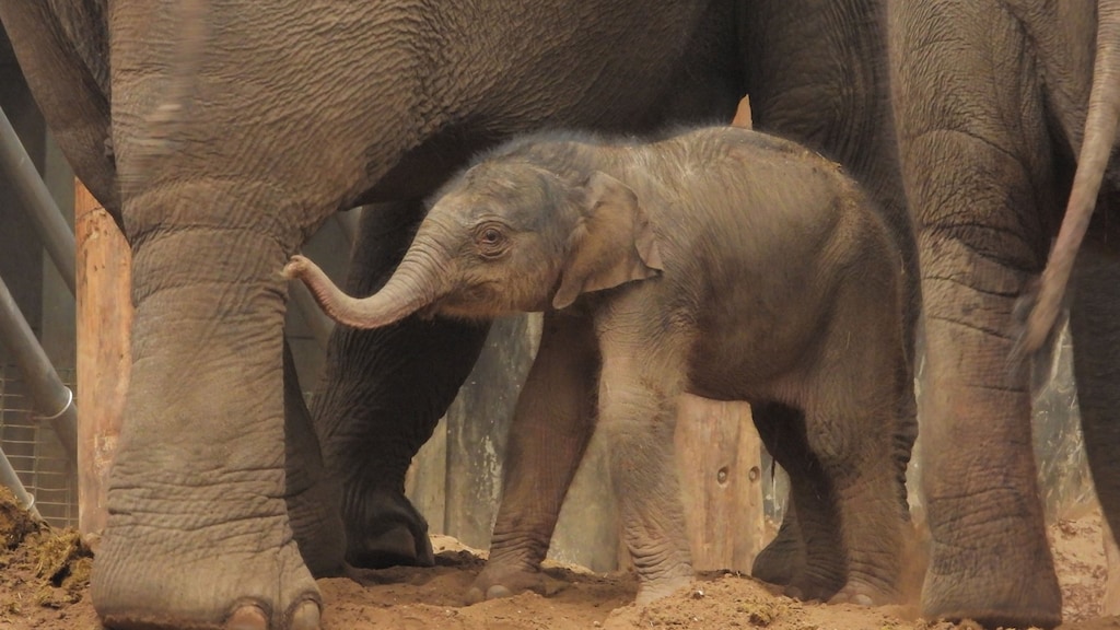 Lichtpuntje voor DierenPark Amersfoort: olifantje geboren