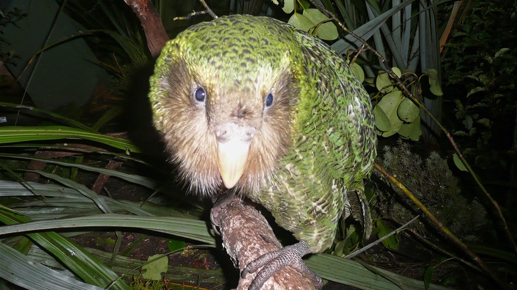 Nieuw-Zeeland kiest voor kakapo als vogel van het jaar