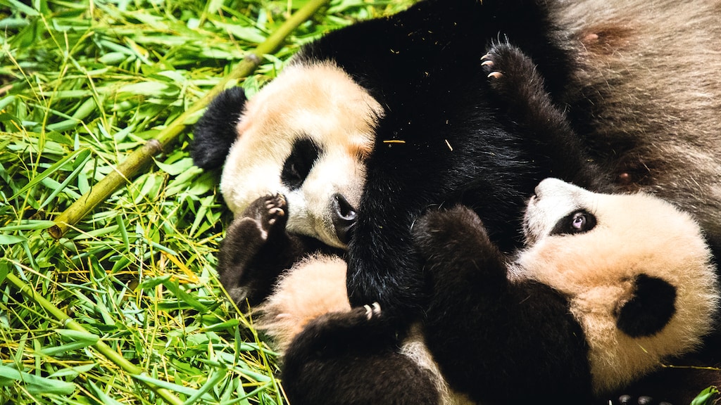 Pandajong Fan Xing vrijdag te zien voor publiek