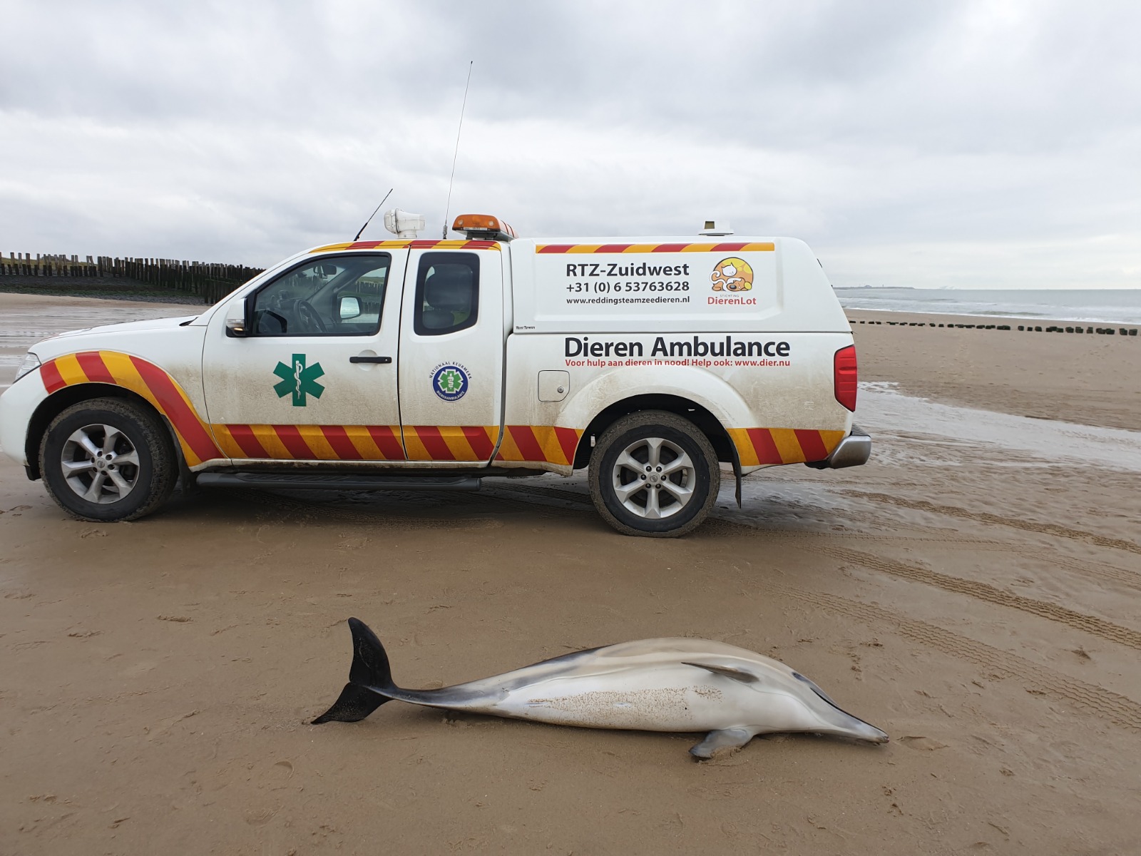 Het dier dat vandaag werd gevonden bij Breskens. 