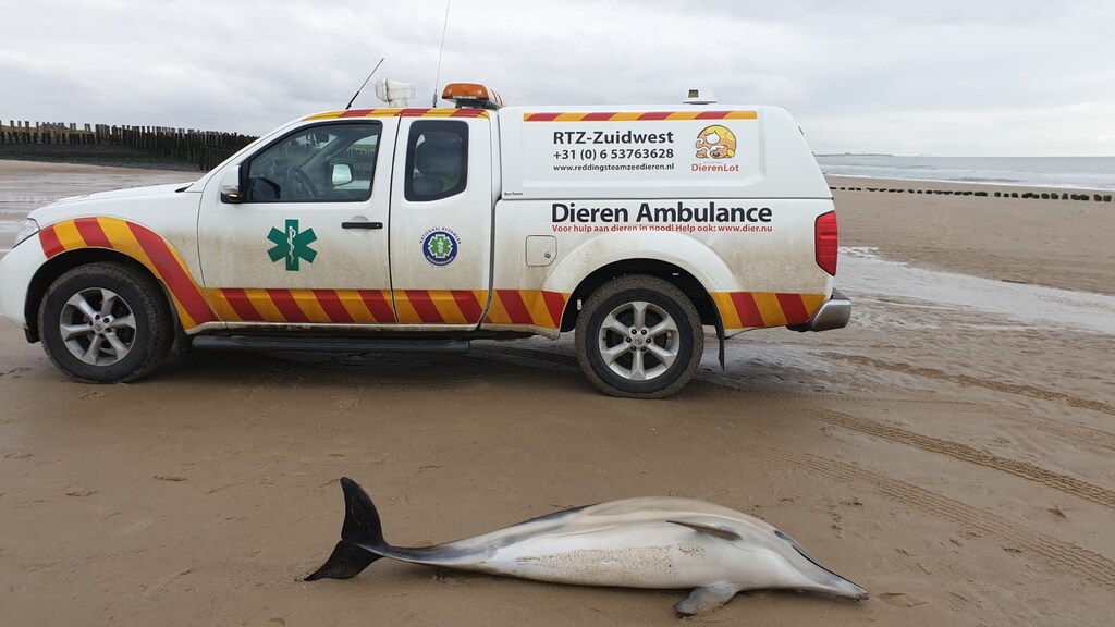 Het dier dat vandaag werd gevonden bij Breskens.