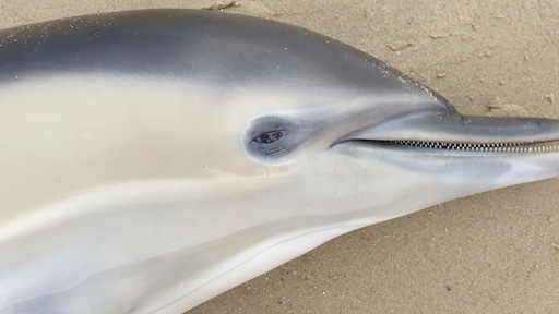 Tweede dolfijn dit weekend aangespoeld aan Zeeuwse kust
