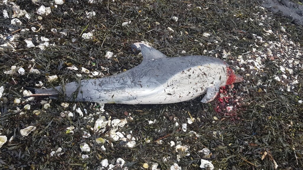 De dolfijn die gisteren aanspoelde op het strand bij Zierikzee.