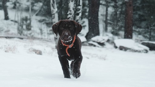 5 tips voor het uitlaten van jouw hond in de winter