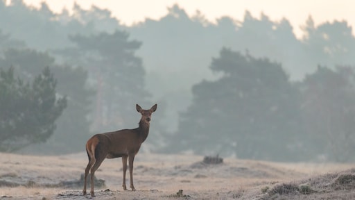 Milieuclubs en groene boeren positief over stikstofplan: 'Eindelijk wordt natuur gered'