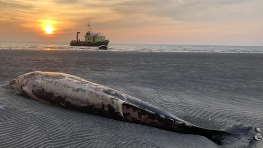 Een walvis laten wegrotten: smerig maar ook 'reuze interessant'