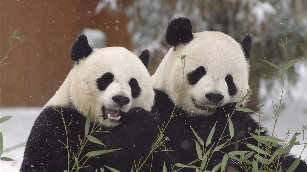 Chinese reuzenpanda’s spelen hoofdrol op politiek wereldtoneel