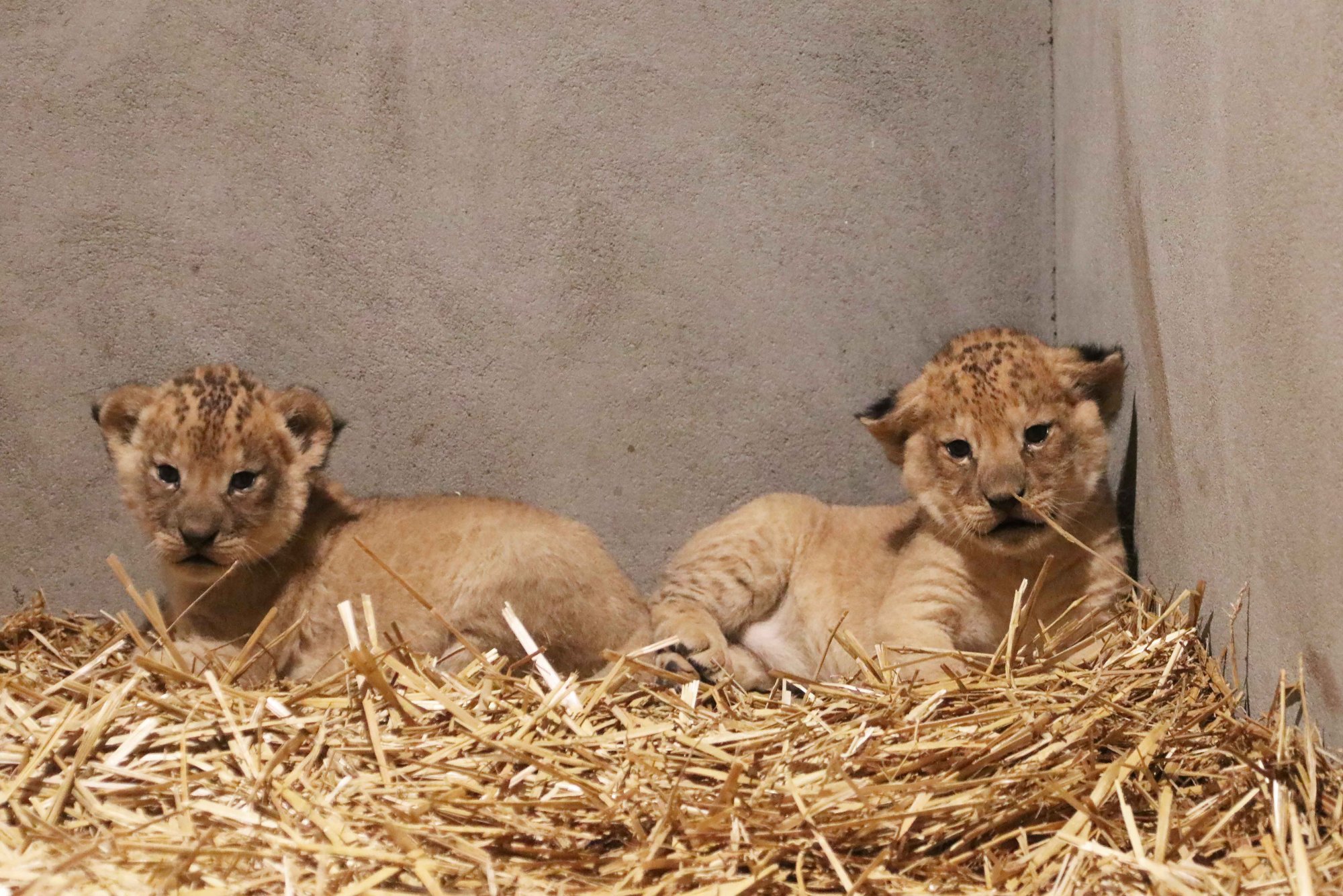 Het gaat goed met de welpjes