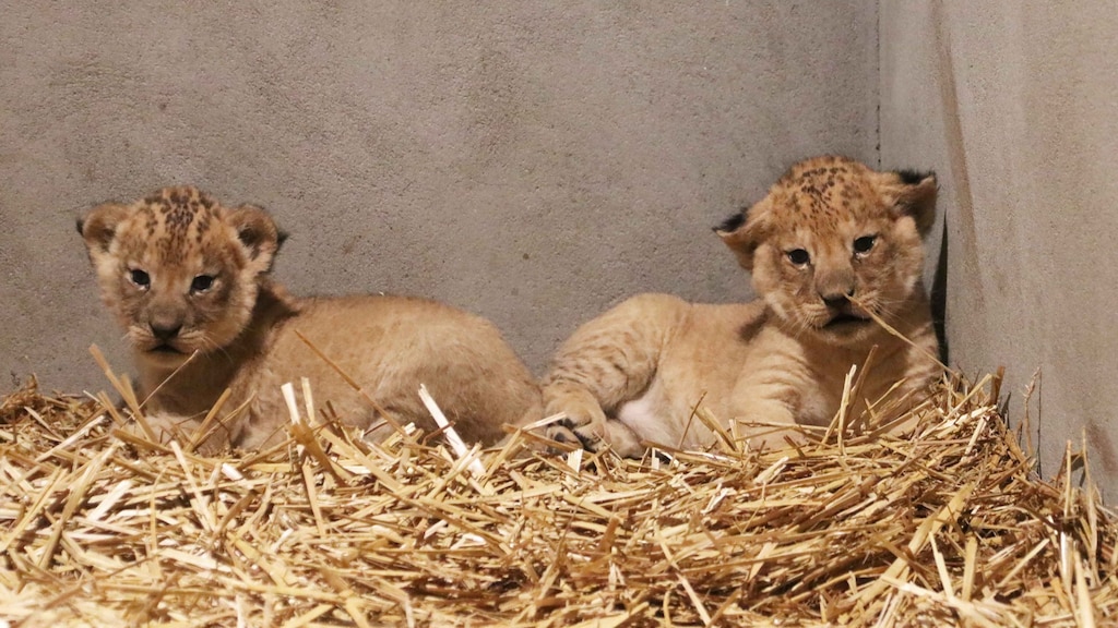 Het gaat goed met de welpjes