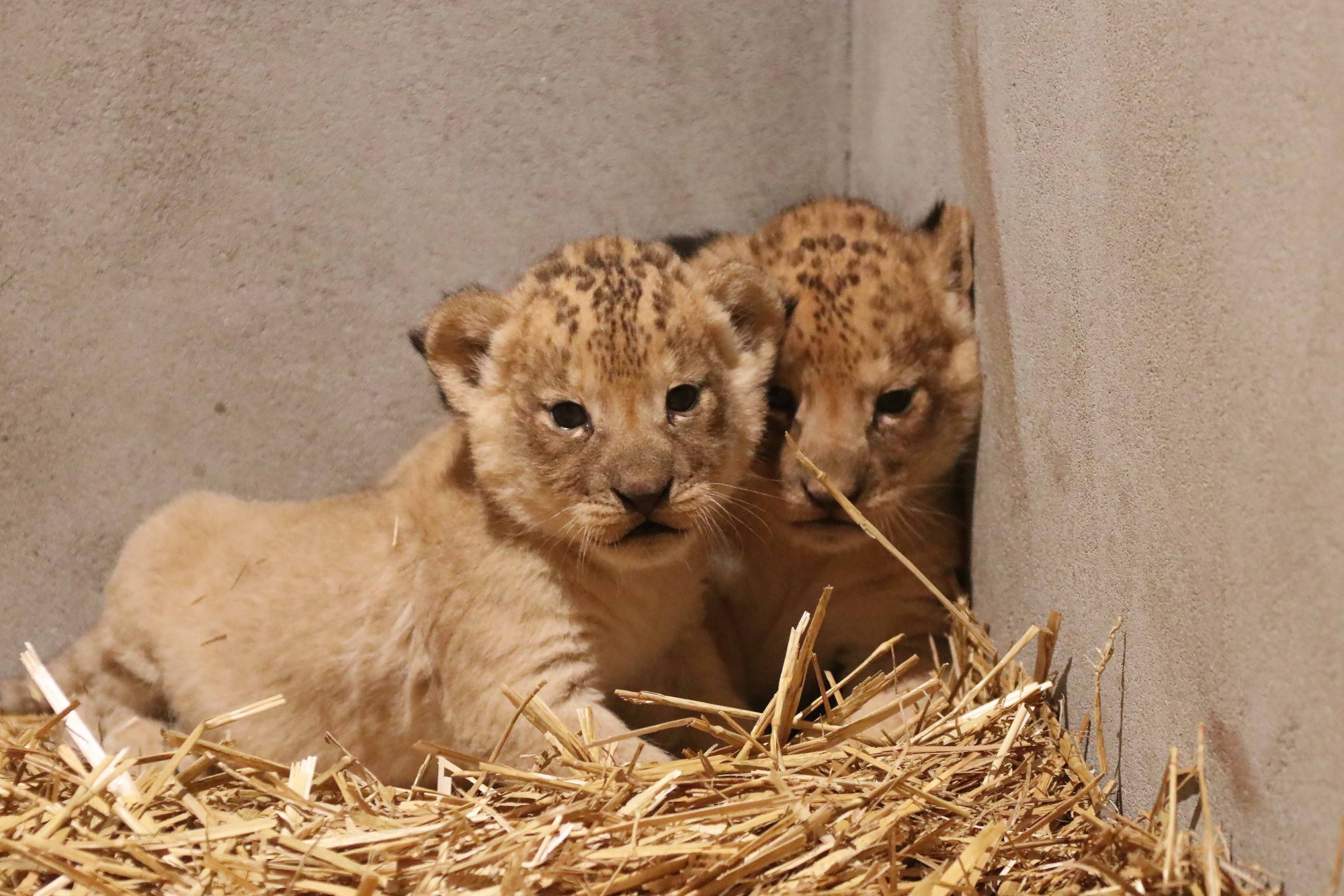 Leeuwtjes geboren in DierenPark Amersfoort