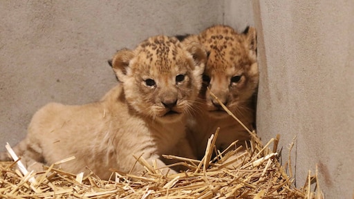 Leeuwtjes geboren in DierenPark Amersfoort