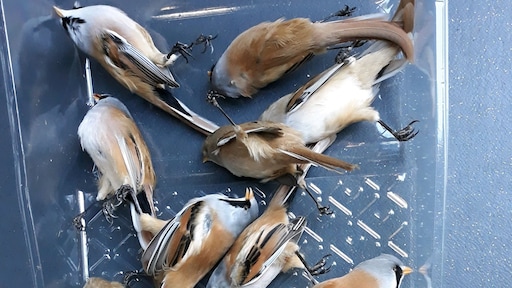 Baardmannetjes 'botsen' tegen stad en overlijden