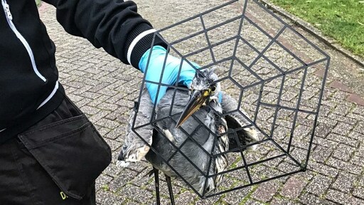 Reiger vliegt dagen rond met hekwerk om zijn snavel