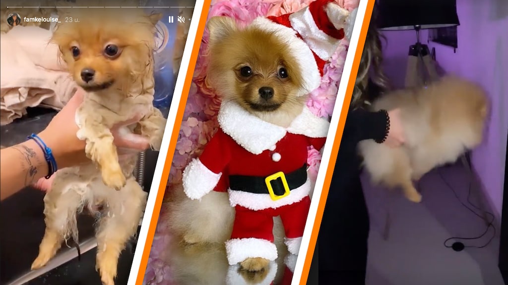 Famke Louise laat haar hondje zien