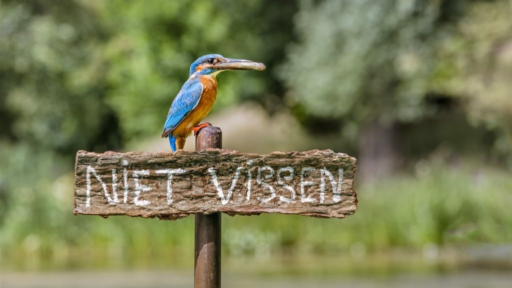 Geen witte kerst? Jammer voor ons, maar fijn voor deze wintervogels