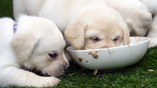 Steeds meer hondjes blijken doodziek door toename illegale puppyhandel